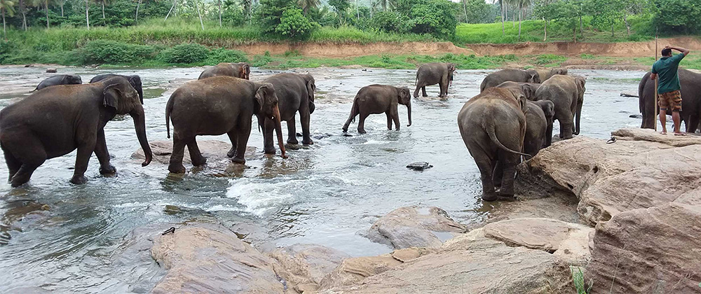 Aversive Geofencing Technology to Mitigate Human-elephant Conflict